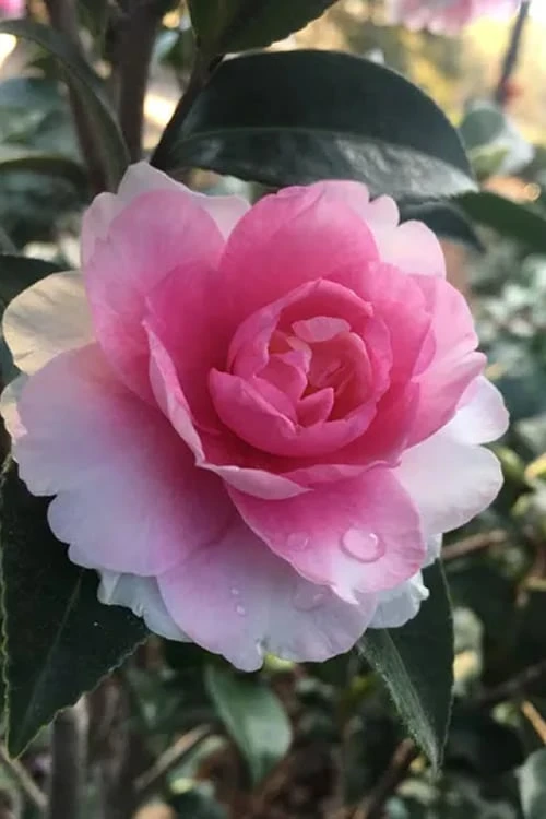 Dream Weaver Camellia Sasanqua - 3 Gallon Pot Dream Weaver Camellia Sasanqua - 3 Gallon Pot -Garden Plants shop Camellia Dreamweaver 2
