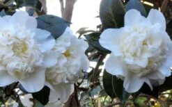 Fifth Avenue White Camellia Japonica - 3 Gallon Pot -Garden Plants shop Camellia Fifth Avenue 21