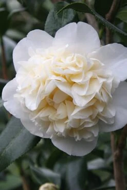 Fifth Avenue White Camellia Japonica - 3 Gallon Pot