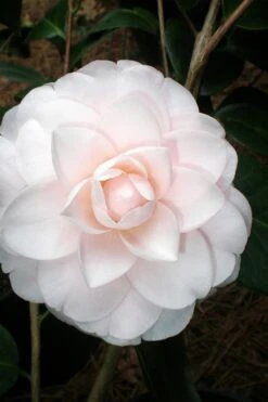 Goggy Camellia Japonica - 1 Gallon Pot -Garden Plants shop Camellia Goggy 3