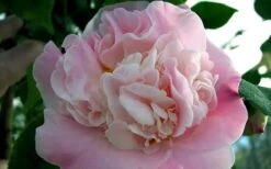 High Fragrance Camellia TREE FORM - 3 Gallon Pot 4 High Fragrance Camellia TREE FORM - 3 Gallon Pot -Garden Plants shop Camellia High Fragrance 5 1