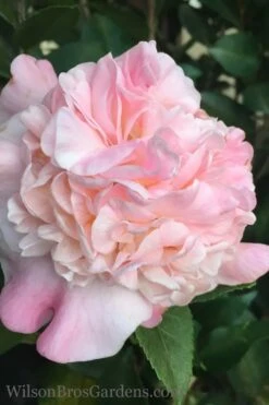 High Fragrance Camellia TREE FORM - 3 Gallon Pot 3 High Fragrance Camellia TREE FORM - 3 Gallon Pot -Garden Plants shop Camellia High Fragrance 500x750 2