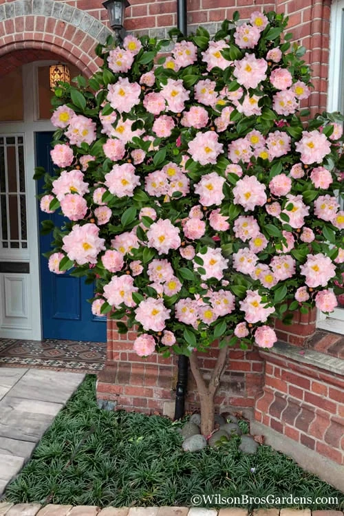 High Fragrance Camellia TREE FORM - 3 Gallon Pot High Fragrance Camellia TREE FORM - 3 Gallon Pot -Garden Plants shop Camellia High Fragrance Tree 2
