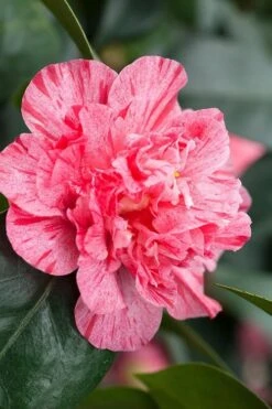 Kick Off Camellia Japonica - 3 Gallon Pot 4 Kick Off Camellia Japonica - 3 Gallon Pot -Garden Plants shop Camellia Kick Off 10