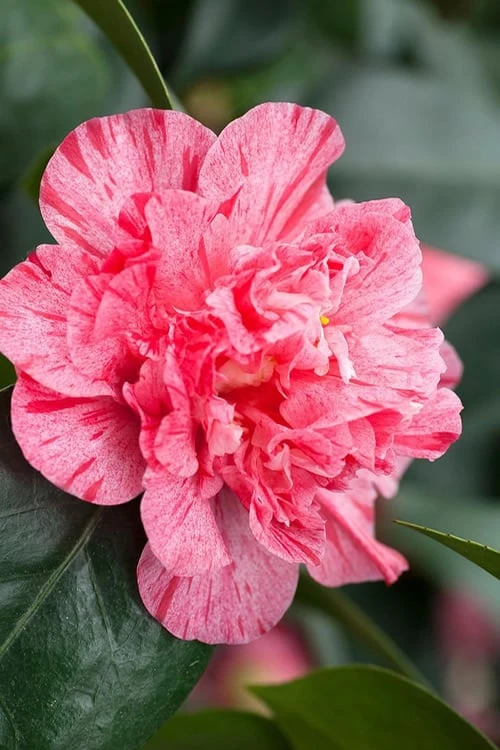 Kick Off Camellia Japonica - 3 Gallon Pot Kick Off Camellia Japonica - 3 Gallon Pot -Garden Plants shop Camellia Kick Off 10