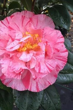 Kick Off Camellia Japonica - 3 Gallon Pot 3 Kick Off Camellia Japonica - 3 Gallon Pot -Garden Plants shop Camellia Kick Off 3
