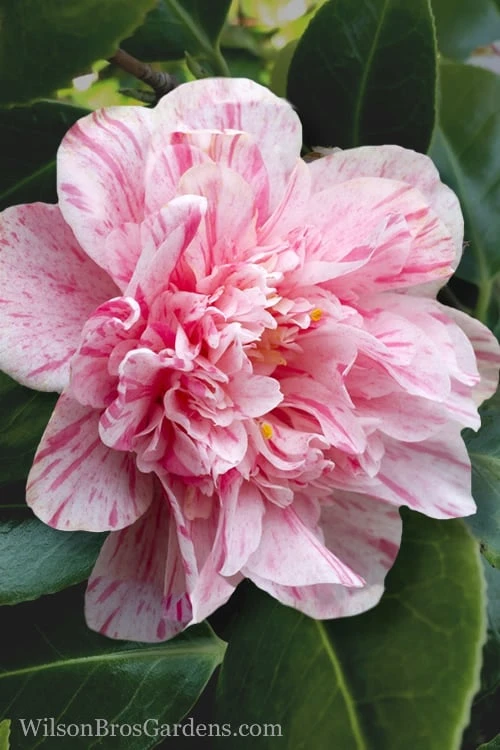 Kick Off Camellia Japonica - 3 Gallon Pot Kick Off Camellia Japonica - 3 Gallon Pot -Garden Plants shop Camellia Kick Off 4
