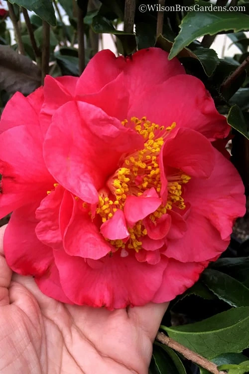 Kramers Supreme Red Double Camellia Japonica - 3 Gallon Pot Kramers Supreme Red Double Camellia Japonica - 3 Gallon Pot -Garden Plants shop Camellia Kramers Supreme 11