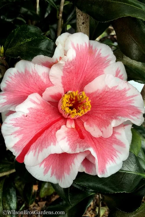 Lady Vansittart Multicolor Camellia Japonica - 2 Gallon Pot Lady Vansittart Multicolor Camellia Japonica - 2 Gallon Pot -Garden Plants shop Camellia Lady Vansittart 12