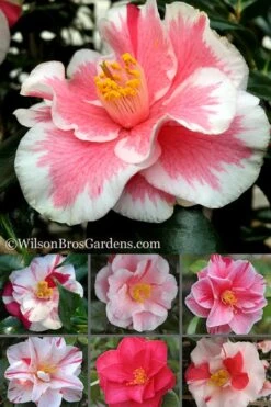 Lady Vansittart Multicolor Camellia Japonica - 2 Gallon Pot 6 Lady Vansittart Multicolor Camellia Japonica - 2 Gallon Pot -Garden Plants shop Camellia Lady Vansittart 500x750 1
