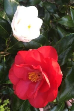 Lady Vansittart Multicolor Camellia Japonica - 2 Gallon Pot 4 Lady Vansittart Multicolor Camellia Japonica - 2 Gallon Pot -Garden Plants shop Camellia Lady Vansittart Red Flower 1