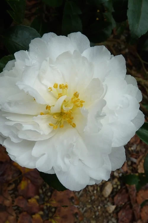 Mine No Yuki Camellia Sasanqua - 3 Gallon Pot Mine No Yuki Camellia Sasanqua - 3 Gallon Pot -Garden Plants shop Camellia Mine No Yuki 20 1