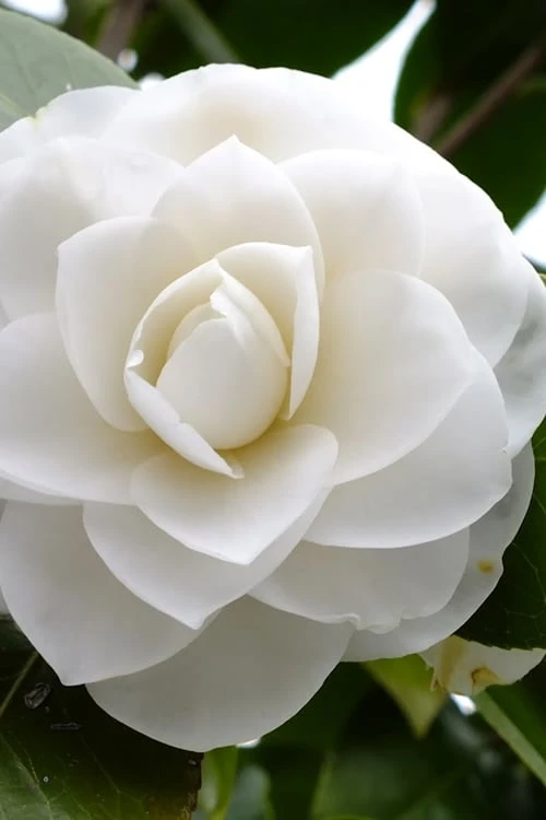 Morning Glow Camellia Japonica - 1 Gallon Pot Morning Glow Camellia Japonica - 1 Gallon Pot -Garden Plants shop Camellia Morning Glow 500x750 2