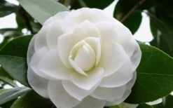 Morning Glow Camellia Japonica - 3 Gallon Pot 3 Morning Glow Camellia Japonica - 3 Gallon Pot -Garden Plants shop Camellia Morning Glow 800x500 1