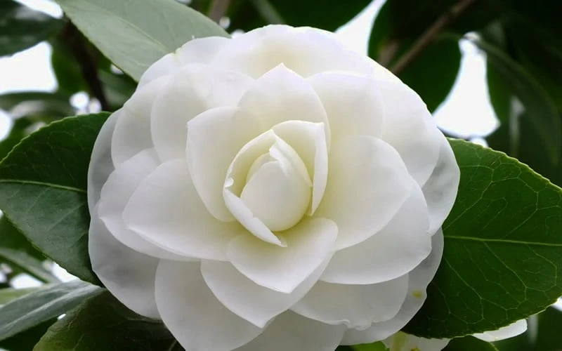 Morning Glow Camellia Japonica - 1 Gallon Pot Morning Glow Camellia Japonica - 1 Gallon Pot -Garden Plants shop Camellia Morning Glow 800x500 2