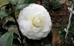 Morning Glow Camellia Japonica - 3 Gallon Pot 4 Morning Glow Camellia Japonica - 3 Gallon Pot -Garden Plants shop Camellia Morning Glow 9