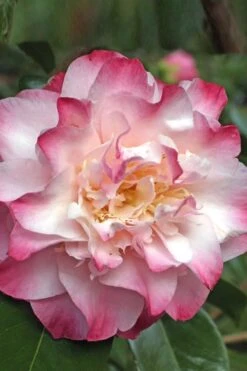 Nuccio's Jewel Camellia Japonica - 1 Gallon Pot 3 Nuccio's Jewel Camellia Japonica - 1 Gallon Pot -Garden Plants shop Camellia Nucios Jewel 3