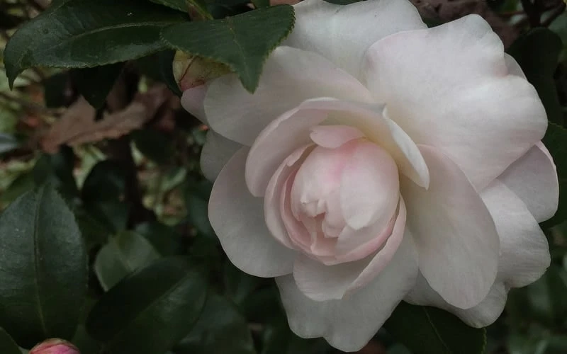 October Magic Dawn Camellia - 1 Gallon Pot October Magic Dawn Camellia - 1 Gallon Pot -Garden Plants shop Camellia October Magic Dawn