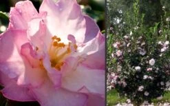 October Magic Orchid Camellia - 1 Gallon Pot -Garden Plants shop Camellia October Magic Orchid Flowers 2