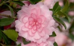 October Magic Pink Perplexion Camellia - 1 Gallon Pot 3 October Magic Pink Perplexion Camellia - 1 Gallon Pot -Garden Plants shop Camellia October Magic Pink Perplexion