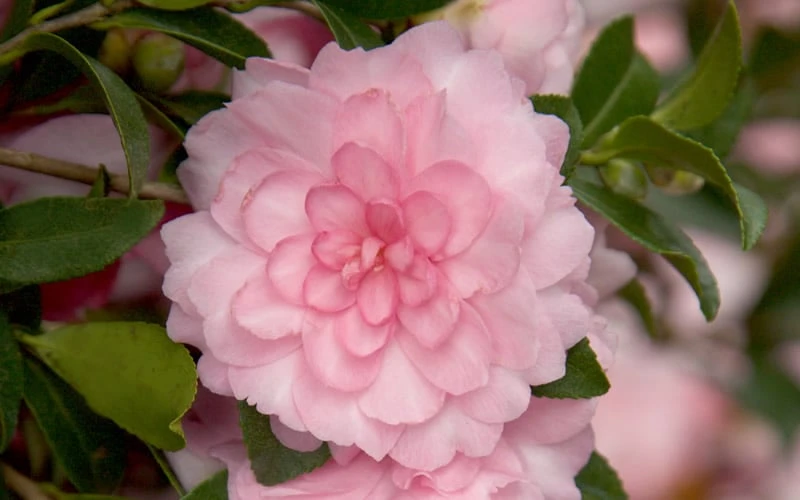 October Magic Pink Perplexion Camellia - 1 Gallon Pot October Magic Pink Perplexion Camellia - 1 Gallon Pot -Garden Plants shop Camellia October Magic Pink