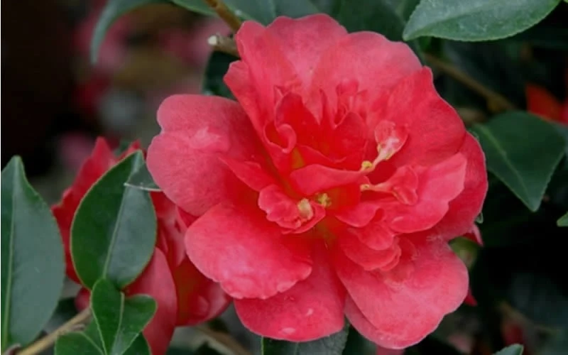 October Magic Rose Camellia - 2 Gallon Pot October Magic Rose Camellia - 2 Gallon Pot -Garden Plants shop Camellia October Magic Rose Closeup Flower 2