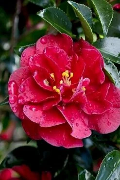 October Magic Ruby Camellia - 2 Gallon Pot -Garden Plants shop Camellia October Magic Ruby 23