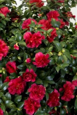 October Magic Ruby Camellia - 1 Gallon Pot -Garden Plants shop Camellia October Magic Ruby 27 1
