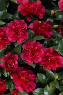 October Magic Ruby Camellia - 2 Gallon Pot -Garden Plants shop Camellia October Magic Ruby 28