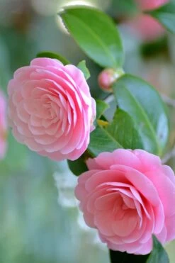 Otome Pink Camellia Japonica - 1 Gallon Pot 4 Otome Pink Camellia Japonica - 1 Gallon Pot -Garden Plants shop Camellia Otome 1