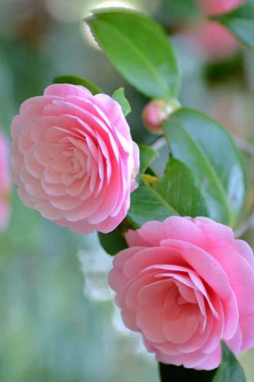 Otome Pink Camellia Japonica - 1 Gallon Pot Otome Pink Camellia Japonica - 1 Gallon Pot -Garden Plants shop Camellia Otome 1