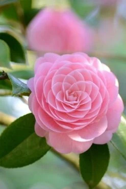 Otome Pink Camellia Japonica - 1 Gallon Pot 3 Otome Pink Camellia Japonica - 1 Gallon Pot -Garden Plants shop Camellia Otome 2