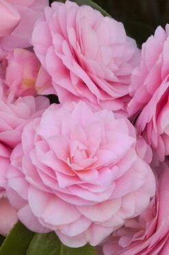 Pearl Maxwell Camellia Japonica - 1 Gallon Pot 5 Pearl Maxwell Camellia Japonica - 1 Gallon Pot -Garden Plants shop Camellia Pearl Maxwell 10