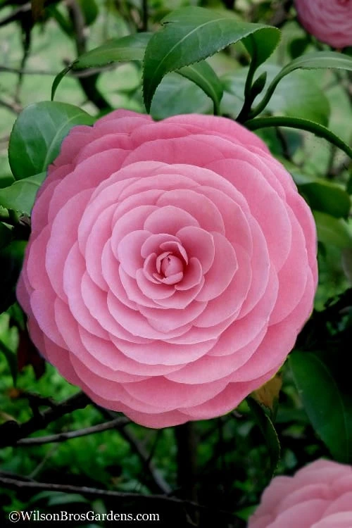Pearl Maxwell Camellia Japonica - 1 Gallon Pot Pearl Maxwell Camellia Japonica - 1 Gallon Pot -Garden Plants shop Camellia Pearl Maxwell 4