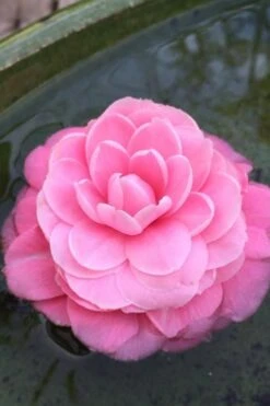 Pearl Maxwell Camellia Japonica - 1 Gallon Pot 4 Pearl Maxwell Camellia Japonica - 1 Gallon Pot -Garden Plants shop Camellia Pearl Maxwell 5