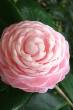 Pink Perfection Camellia Japonica - 7 Gallon Pot (3-4') -Garden Plants shop Camellia Pink Perfection 27 1