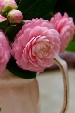 Pink Perfection Camellia Japonica - 6 Pack Of 1 Gallon Pots -Garden Plants shop Camellia Pink Perfection 29