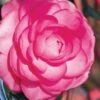 Pink Princess Camellia Japonica - 3 Gallon Pot