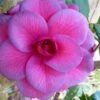 Purple Dawn Camellia Japonica - 7 Gallon Pot (3-4')