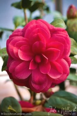 Purple Dawn Camellia Japonica - 7 Gallon Pot (3-4') -Garden Plants shop Camellia Purple Dawn JW 1