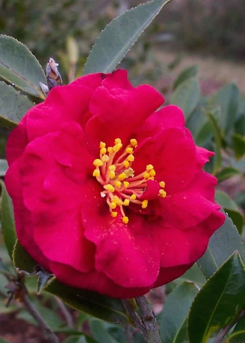 Reverend Ida Red ShiShi Gashira Dwarf Camellia Sasanqua - 3 Gallon Pot Reverend Ida Red ShiShi Gashira Dwarf Camellia Sasanqua - 3 Gallon Pot -Garden Plants shop Camellia Reverend Ida 1
