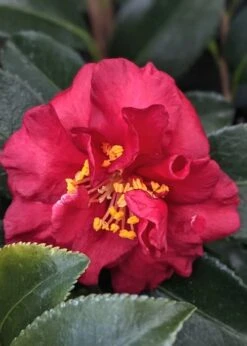 Reverend Ida Red ShiShi Gashira Dwarf Camellia Sasanqua - 3 Gallon Pot 3 Reverend Ida Red ShiShi Gashira Dwarf Camellia Sasanqua - 3 Gallon Pot -Garden Plants shop Camellia Reverend Ida 3