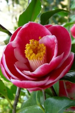 Sadaharu Oh Camellia - 3 Gallon Pot -Garden Plants shop Camellia Sadaharu Oh 6 1