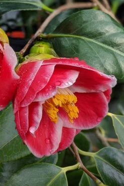 Sadaharu Oh Camellia - 7 Gallon Pot (3-4') 5 Sadaharu Oh Camellia - 7 Gallon Pot (3-4') -Garden Plants shop Camellia Sadaharu Oh 7