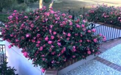Shishi Gashira Dwarf Camellia Sasanqua - 1 Gallon Pot -Garden Plants shop Camellia Shishi Gashira 33