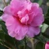 Showa No Sakae Dwarf Camellia Sasanqua - 3 Gallon Pot