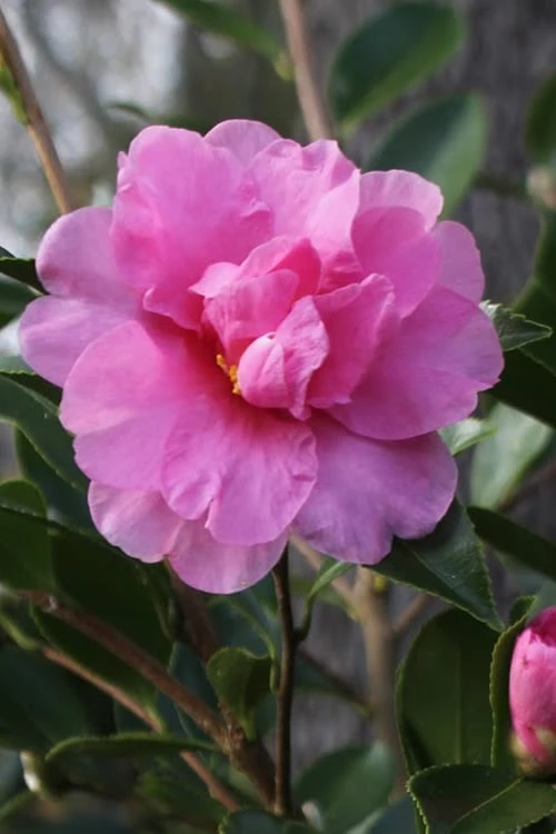 Showa No Sakae Dwarf Camellia Sasanqua - 3 Gallon Pot Showa No Sakae Dwarf Camellia Sasanqua - 3 Gallon Pot -Garden Plants shop Camellia Showa No Sakae 11
