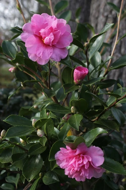 Showa No Sakae Dwarf Camellia Sasanqua - 3 Gallon Pot Showa No Sakae Dwarf Camellia Sasanqua - 3 Gallon Pot -Garden Plants shop Camellia Showa No Sakae 12