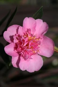 Showa No Sakae Dwarf Camellia Sasanqua - 3 Gallon Pot 5 Showa No Sakae Dwarf Camellia Sasanqua - 3 Gallon Pot -Garden Plants shop Camellia Showa No Sakae 13