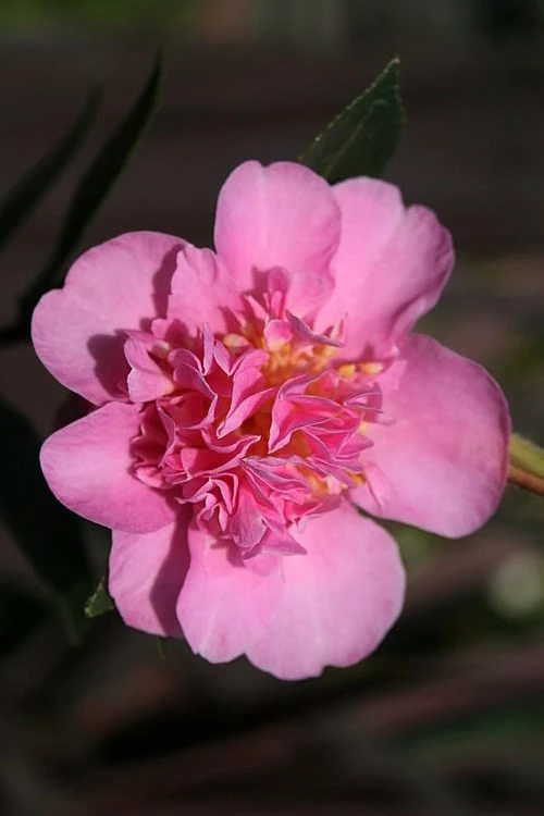 Showa No Sakae Dwarf Camellia Sasanqua - 3 Gallon Pot Showa No Sakae Dwarf Camellia Sasanqua - 3 Gallon Pot -Garden Plants shop Camellia Showa No Sakae 13